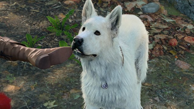 a white dog, scratch, in baldur's gate 3