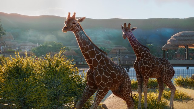 Two Reticulated Giraffes shown in Planet Zoo.